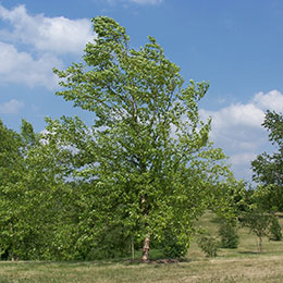 betula nigra
